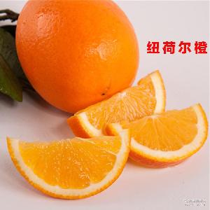 綠爾果汁 價(jià)格、型號(hào)與選購指南，助您品味新鮮水果零售的健康之選